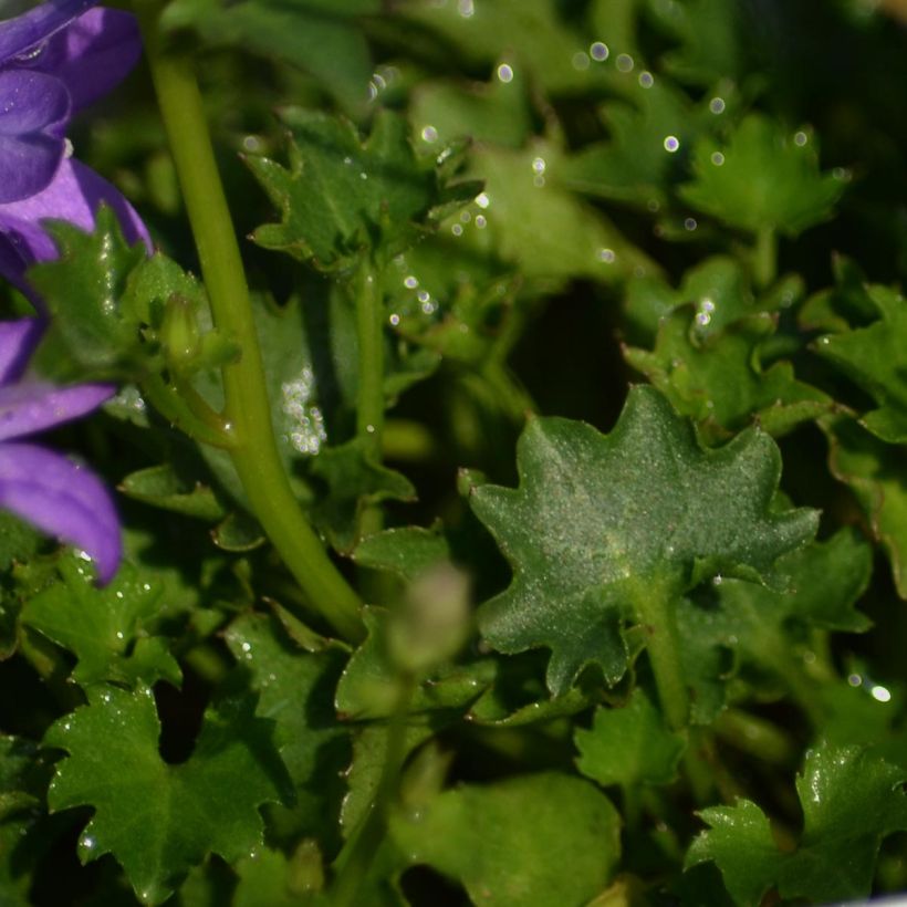 Campanula portenschlagiana - Campanula dalmata (Fogliame)
