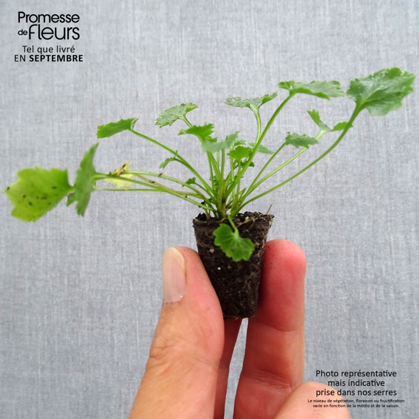 Esemplare di Campanula portenschlagiana - Campanula dalmata mini zolla... come consegnato in autunno