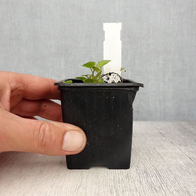 Example of Campanula cochleariifolia Elizabeth Oliver - Campanula dei ghiaioni Vasetto da 8/9 cm as you get in printemps