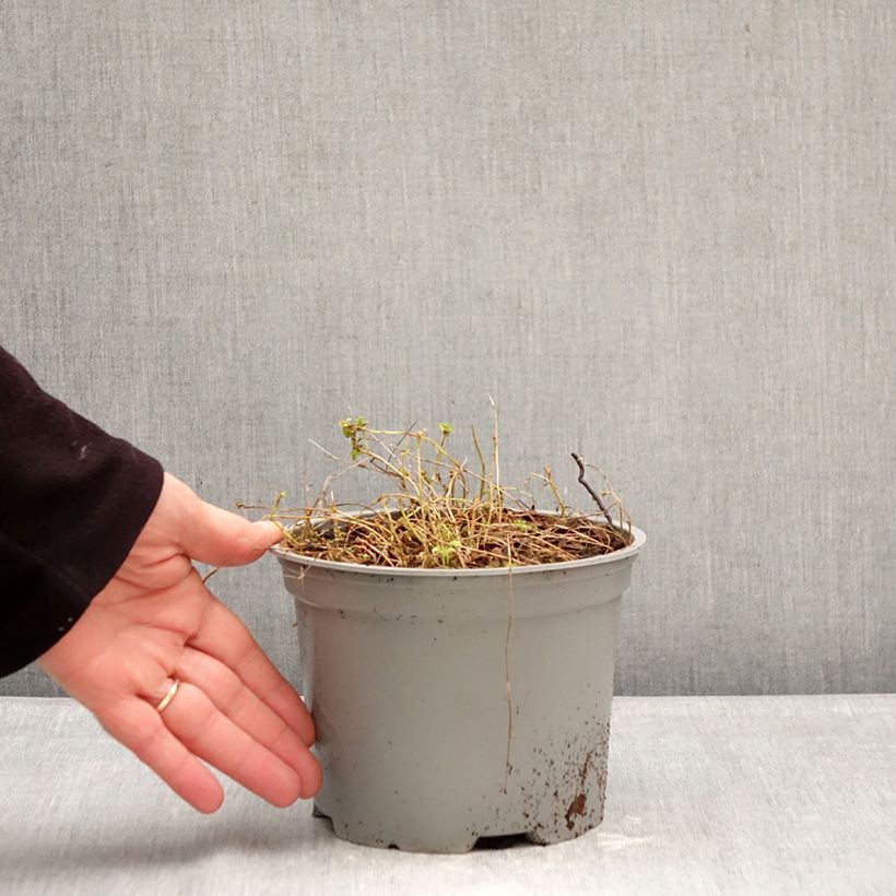 Example of Campanula cochleariifolia Elizabeth Oliver - Campanula dei ghiaioni Vaso da 2L/3L as you get in hiver