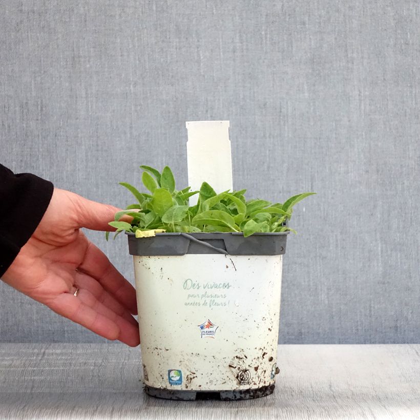 Example of Campanula glomerata Alba - Campanula agglomerata Vaso da 2L/3L as you get in printemps