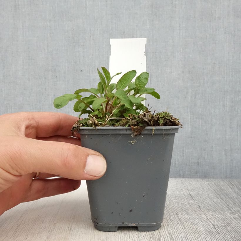 Campanula glomerata var. dahurica - Campanula agglomerata Vasetto da 8/9 cm esemplare consegnato in primavera