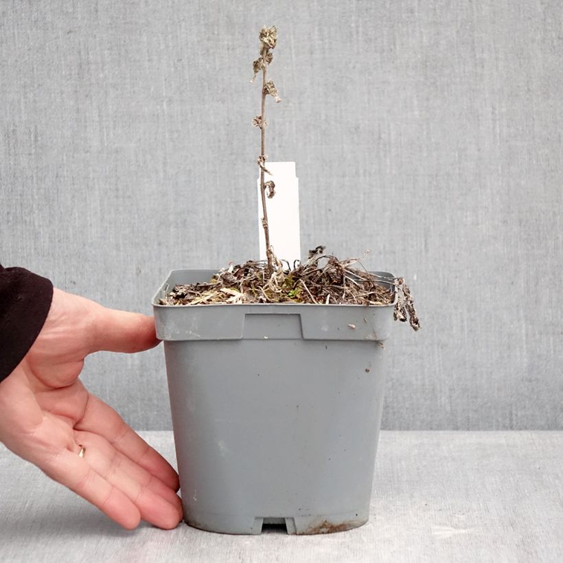 Campanula glomerata var. dahurica - Campanula agglomerata Vaso da 2L/3L esemplare consegnato in inverno