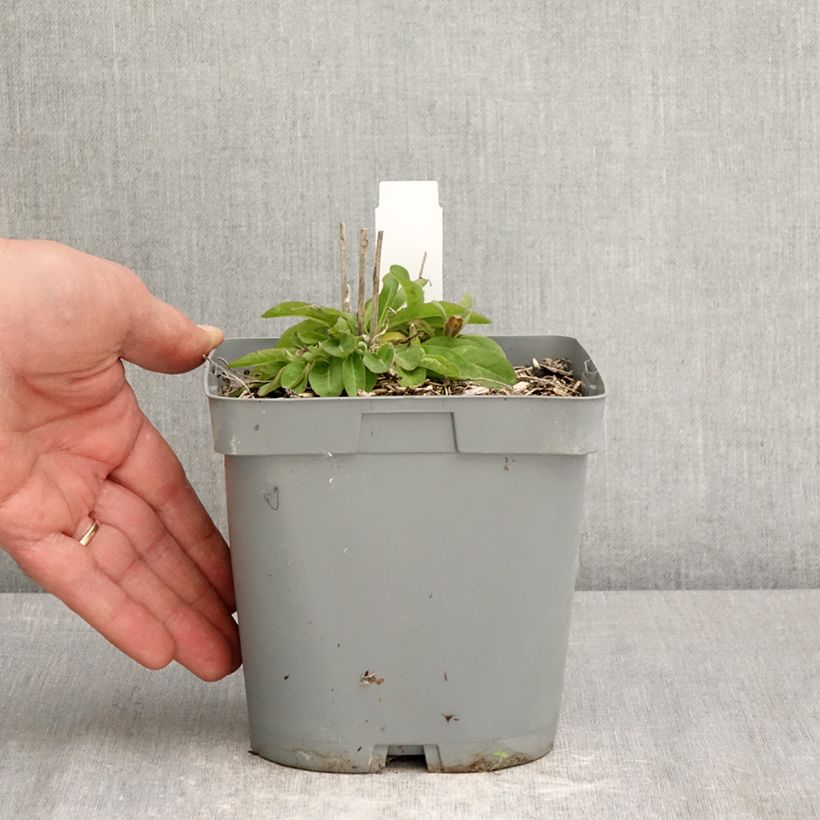Campanula glomerata var. dahurica - Campanula agglomerata Vaso da 2L/3L esemplare consegnato in primavera