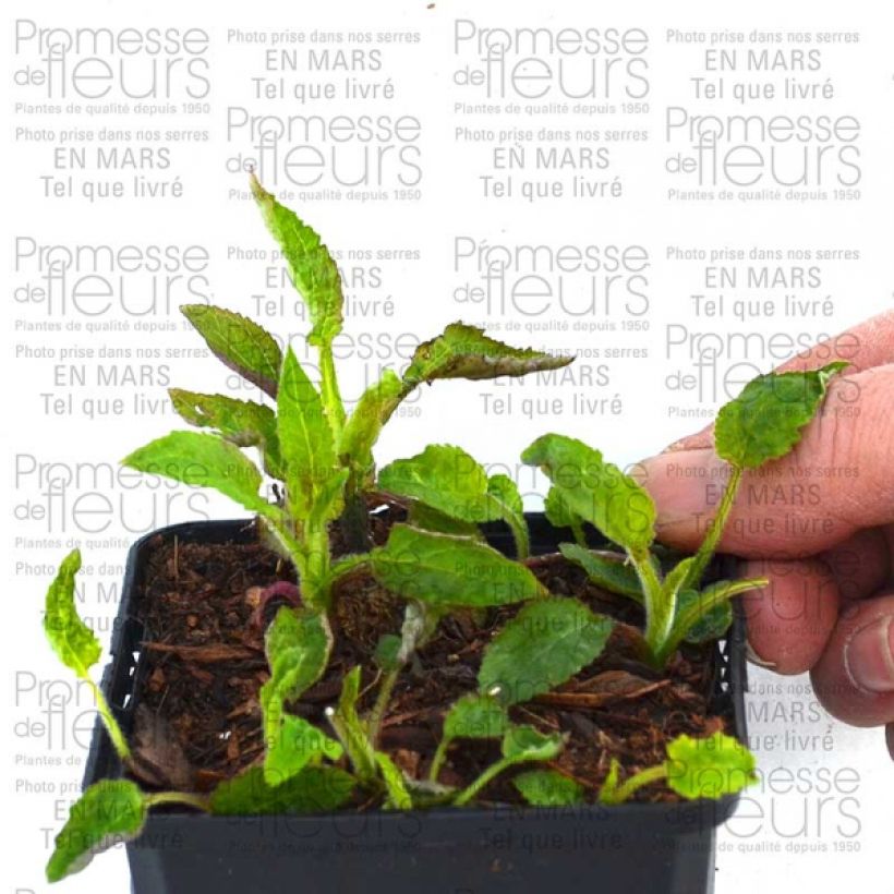 Esempio di esemplare Campanula Pantaloons Vaso da 1L/1,5L come consegnato