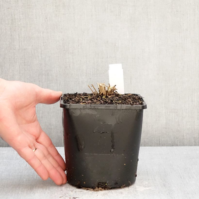 Example of Campanula lactiflora Loddon Anna Vaso da 1,5L/2L as you get in hiver