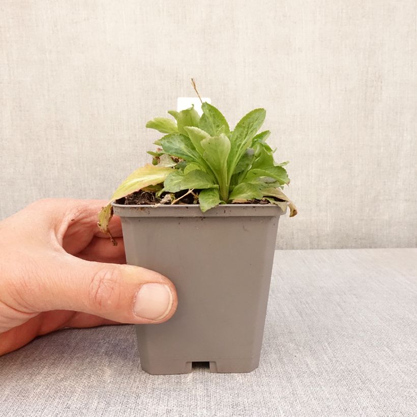 Campanula latifolia var. macrantha Alba - Campanula maggiore Vasetto da 8/9 cm esemplare consegnato in primavera