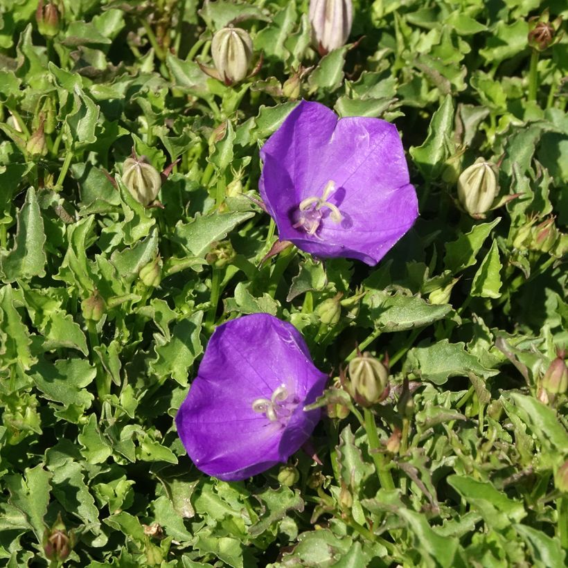 Campanula carpatica Mini Marvels Starbright - Campanula dei Carpazi (Fioritura)