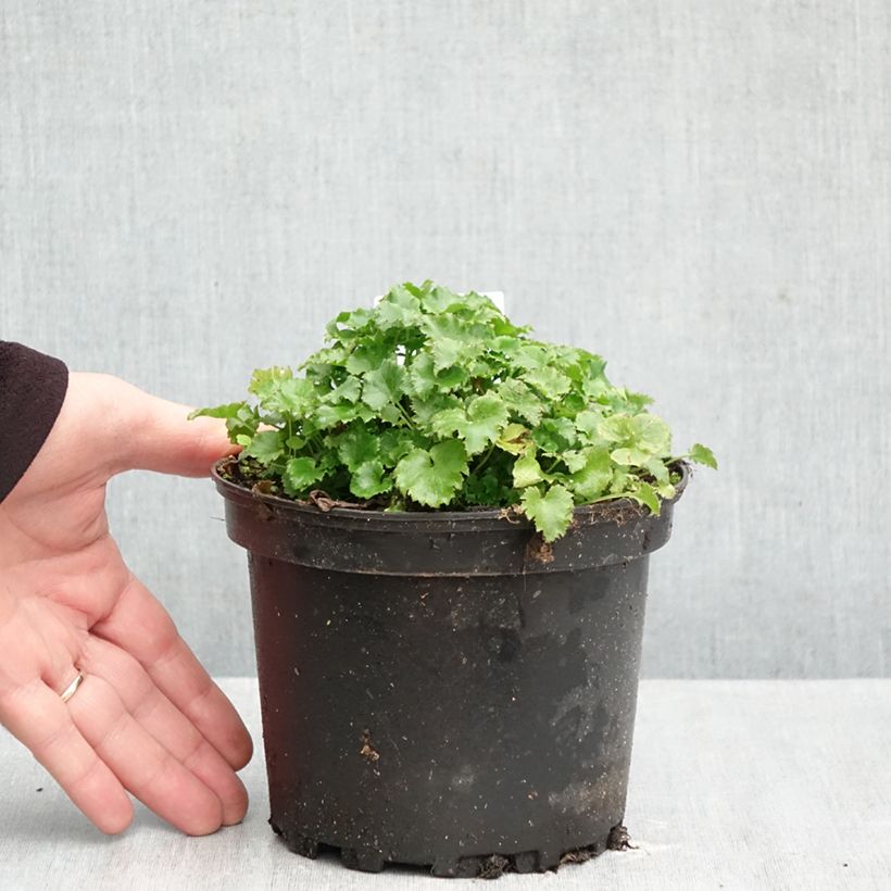 Esemplare di Campanula poscharskyana - Campanula serba Vaso da 2L/3L come consegnato in autunno