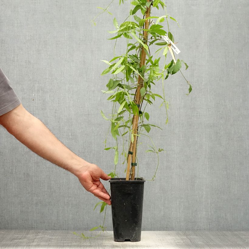 Example of Campsis capreolata Atrosanguinea Vaso da 2L/3L as you get in printemps