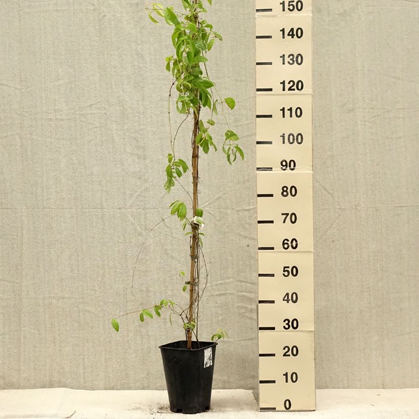 Esemplare di Campsis capreolata Vaso da 6L/7L consegnato in estate