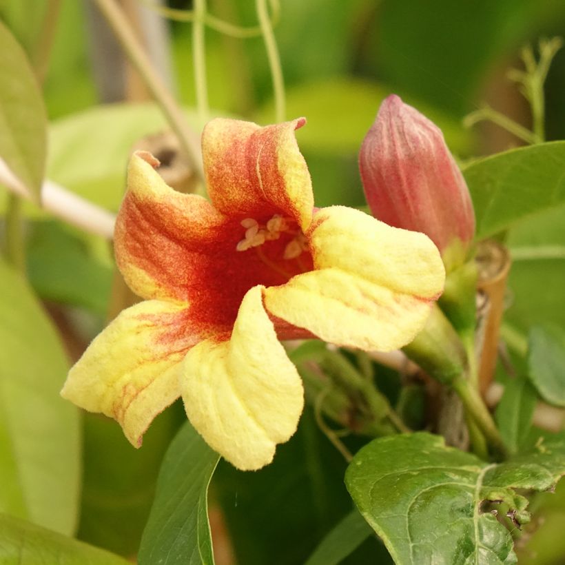 Campsis capreolata (Fioritura)