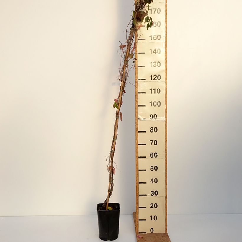 Esemplare di Campsis capreolata Vaso da 6L/7L come consegnato in autunno