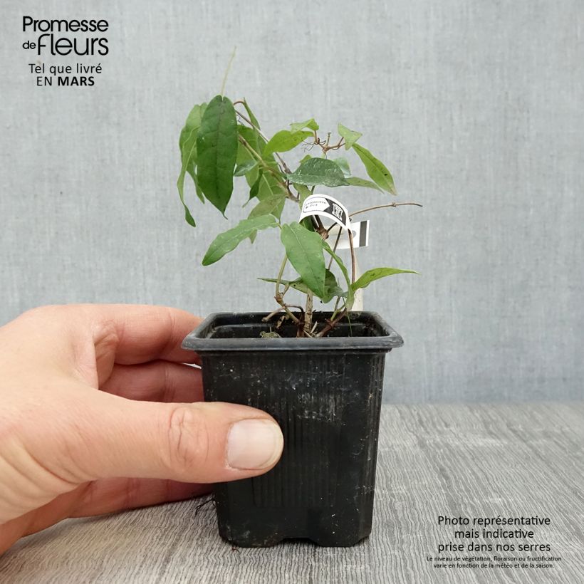 Campsis capreolata Tangerine Beauty Vasetto da 8/9 cm esemplare consegnato in primavera