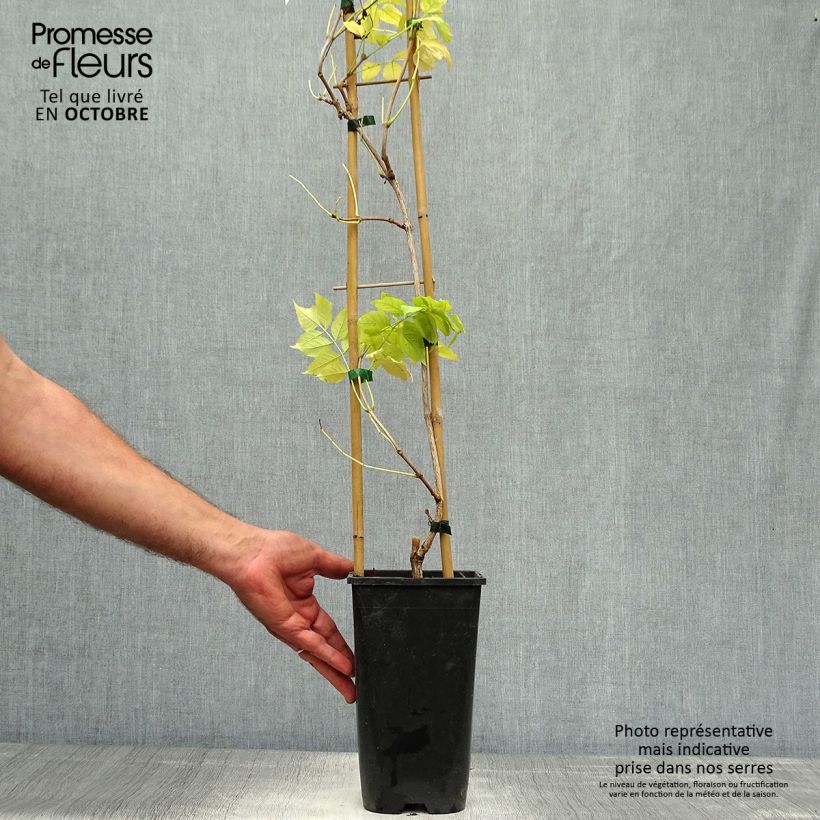 Esemplare di Campsis radicans Judy - Bignonia Vaso da 2L/3L come consegnato in autunno