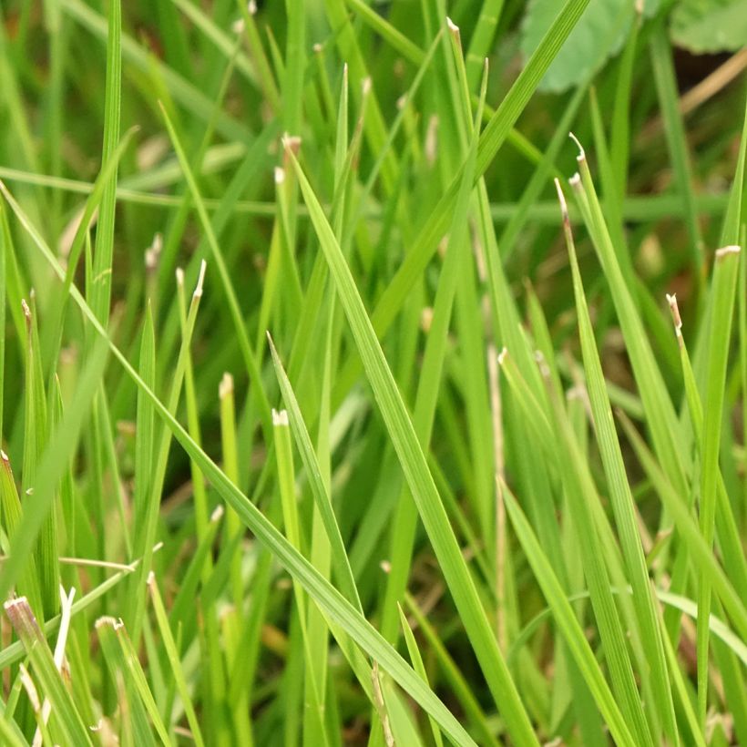 Deschampsia caespitosa Tauträger (Foliage)