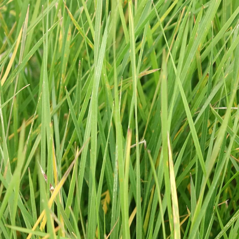 Deschampsia caespitosa Vivipara (Foliage)