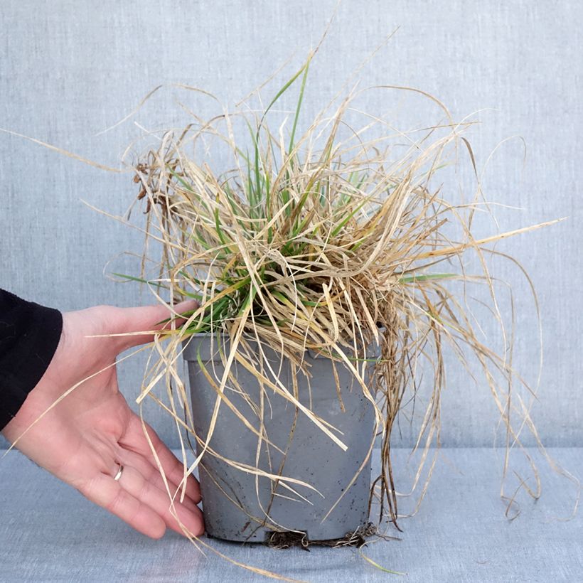 Canche cespiteuse Vivipara - Deschampsia cespitosa Pot de 2L/3L esemplare consegnato in inverno