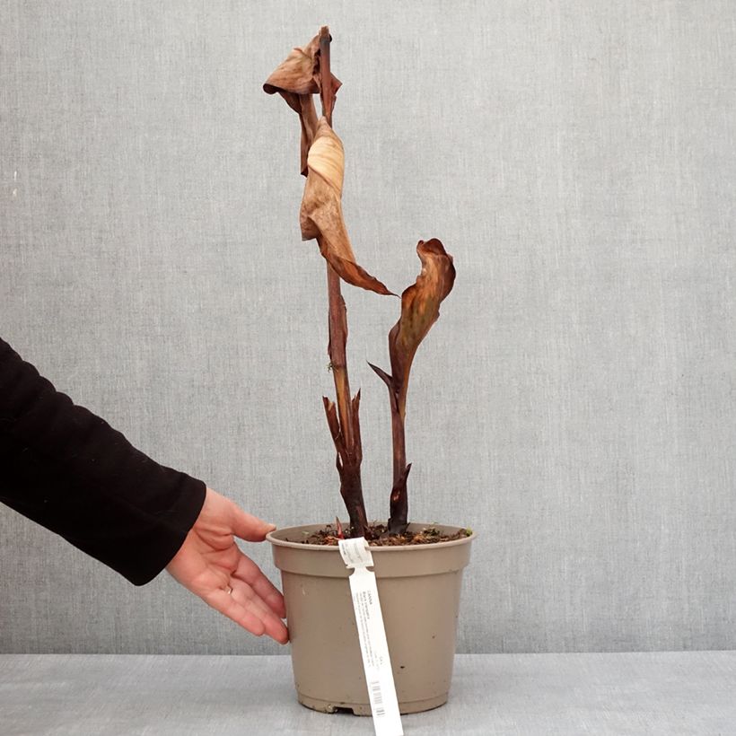 Canna Black Cleopatra Vaso da 4L/5L esemplare consegnato in inverno