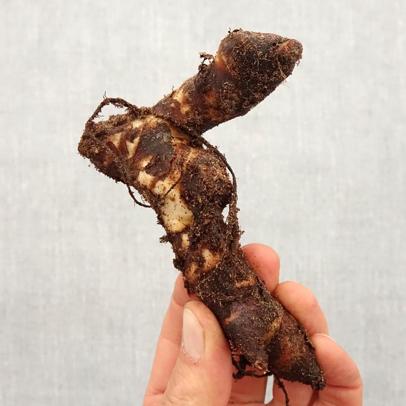 Canna Brillant Bulbo taglia I esemplare consegnato in primavera