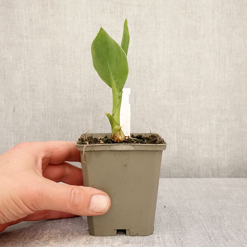 Canna Confetti Vasetto da 8/9 cm taglia I esemplare consegnato in primavera