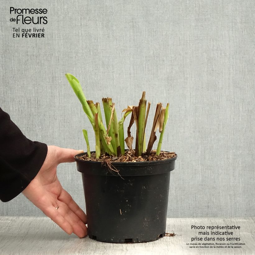 Canna edulis - Canna comestible, Balisier rouge Pot de 2L/3L esemplare consegnato in inverno