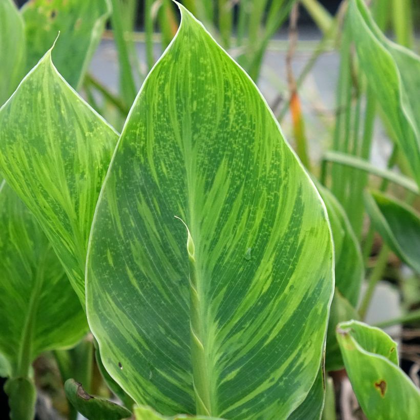 Canna En avant (Fogliame)