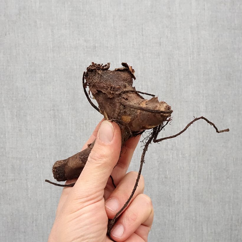 Example of Canna Endeavour Bulbo taglia I as you get in printemps