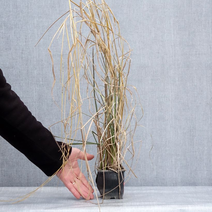 Example of Canna Endeavour Vasetto da 8/9 cm taglia I as you get in hiver