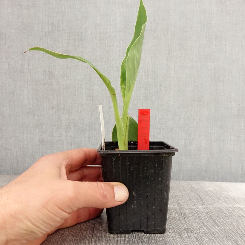 Canna Erebus Vasetto da 8/9 cm esemplare consegnato in primavera