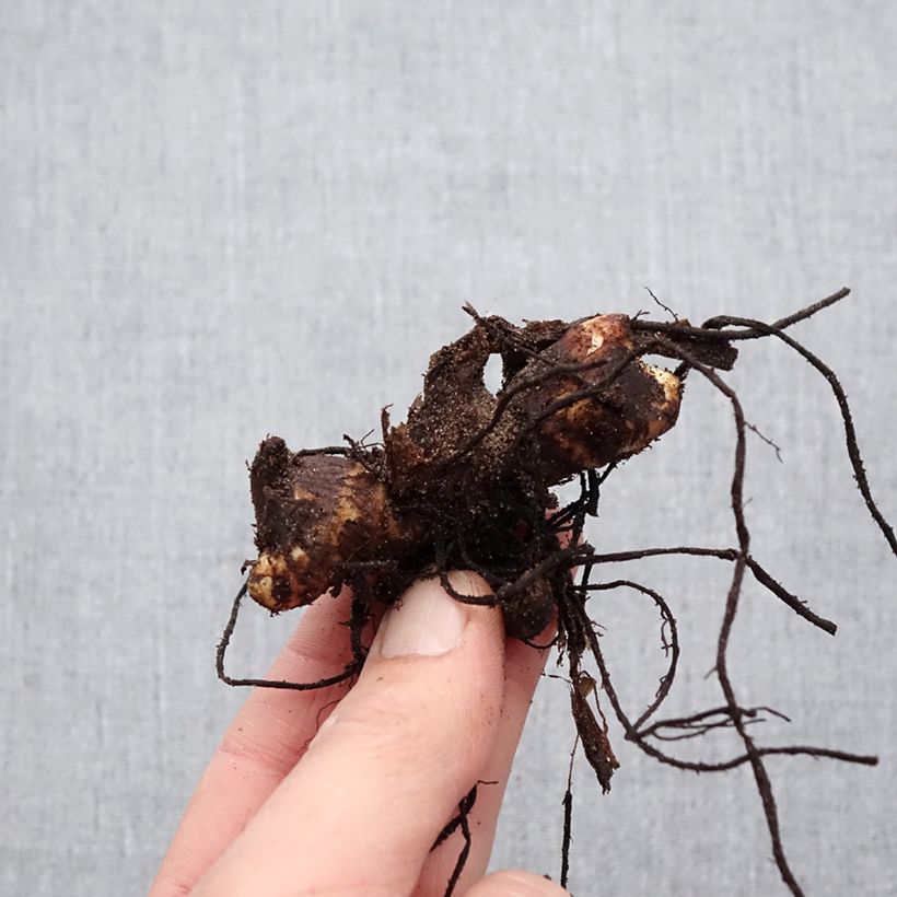 Canna Felix Ragout Bulbo taglia I esemplare consegnato in primavera