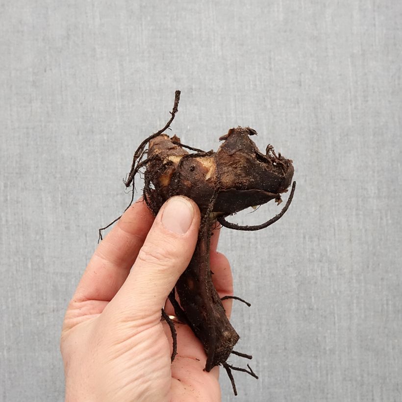 Canna Felix Roux Bulbo taglia I esemplare consegnato in primavera