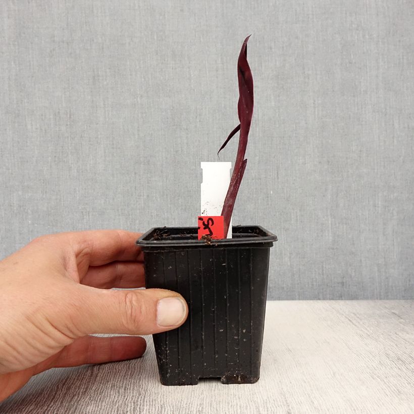 Canna glauca Australis Vasetto da 8/9 cm esemplare consegnato in primavera