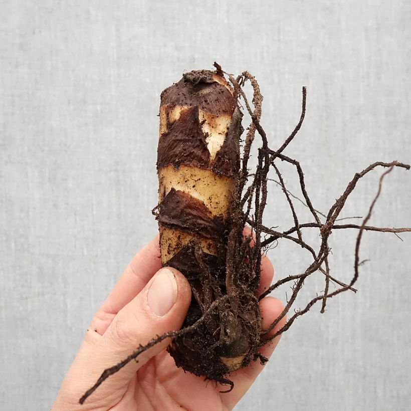 Canna Grand Duc Bulbo taglia I esemplare consegnato in primavera