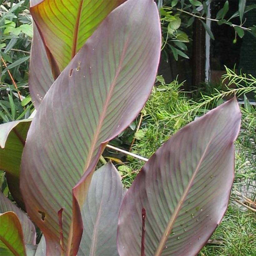 Canna indica Purpurea - Canna d'India (Fogliame)