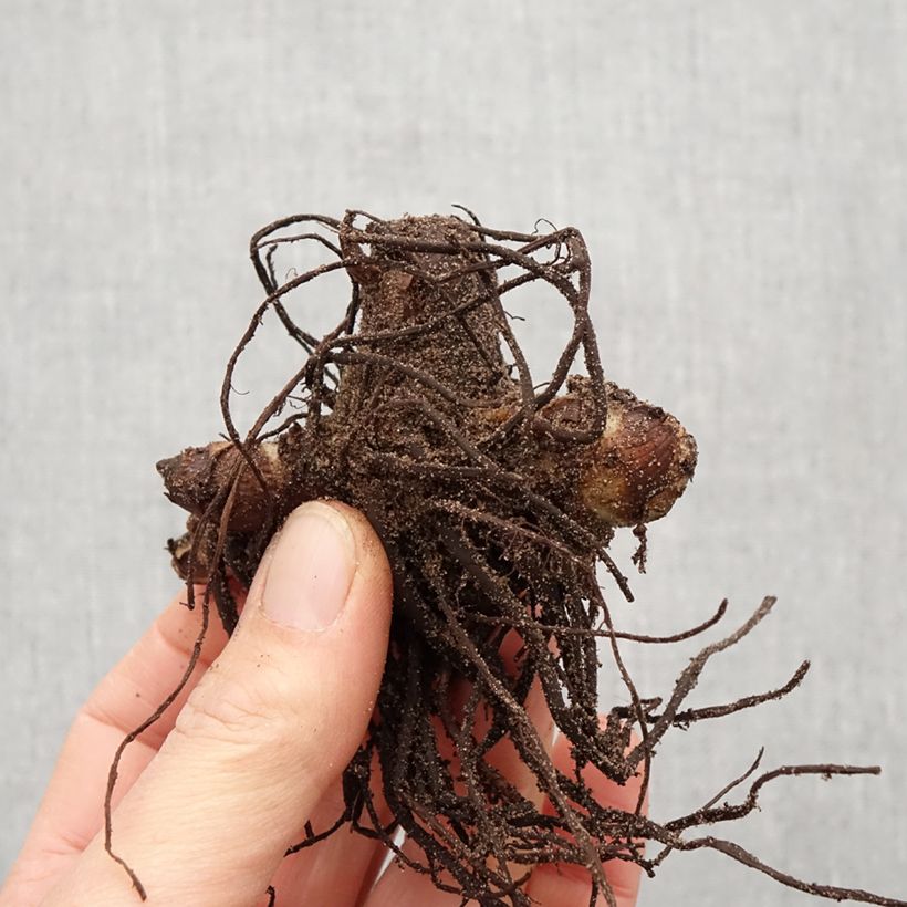 Canna indica Purpurea - Canna d'India Bulbo taglia I esemplare consegnato in primavera