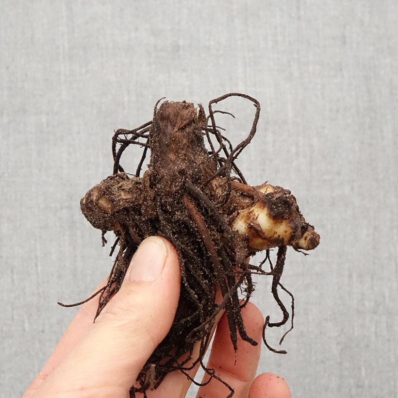 Canna iridiflora Bulbo taglia I esemplare consegnato in primavera