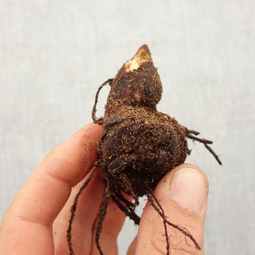 Canna Lucifer Bulbo taglia I esemplare consegnato in primavera