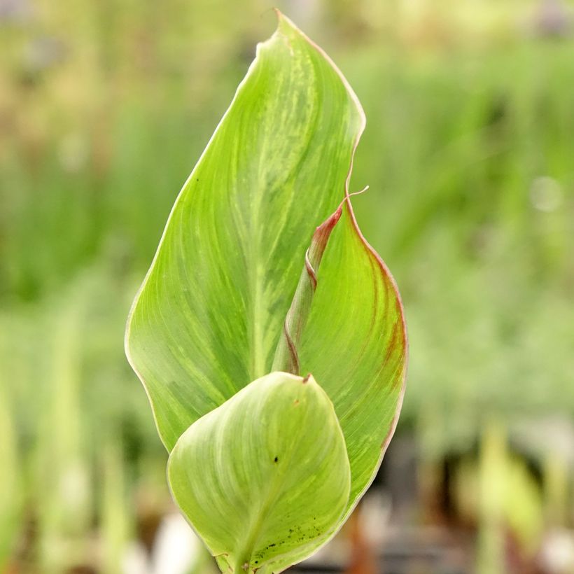 Canna Lucifer (Fogliame)