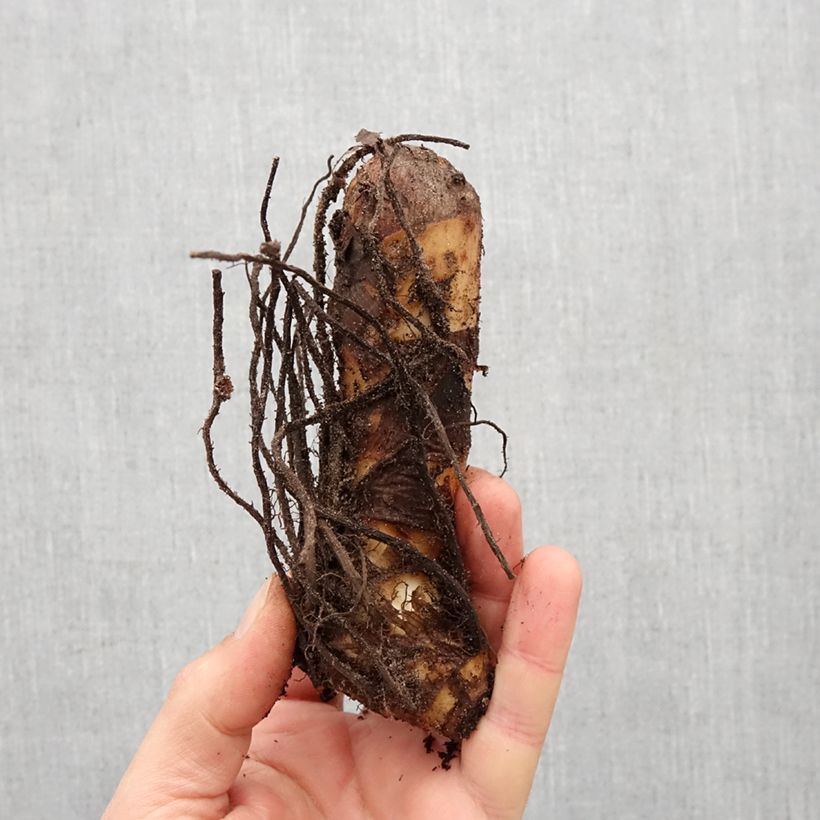 Canna Marabout Bulbo taglia I esemplare consegnato in primavera