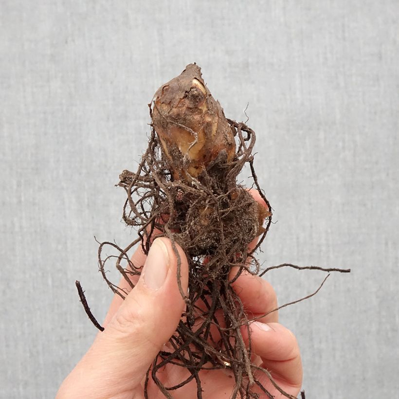 Canna Mme Angèle Martin Bulbo taglia I esemplare consegnato in primavera