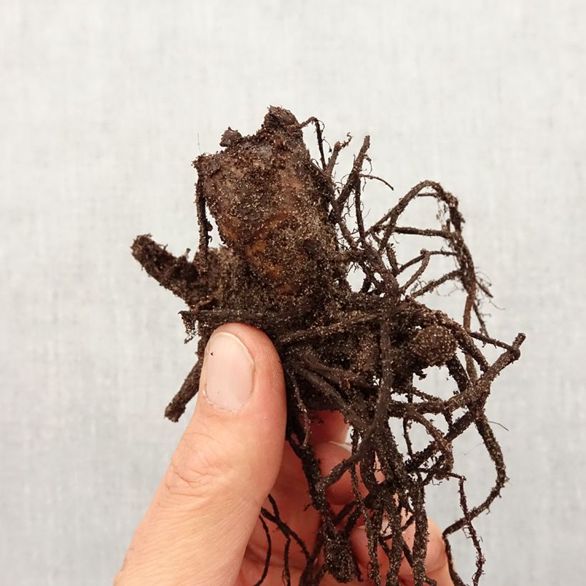 Canna Perkeo Bulbo taglia I esemplare consegnato in primavera