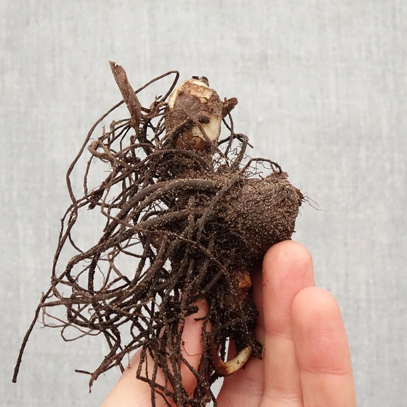 Canna Petit Poucet Bulbo taglia I esemplare consegnato in primavera