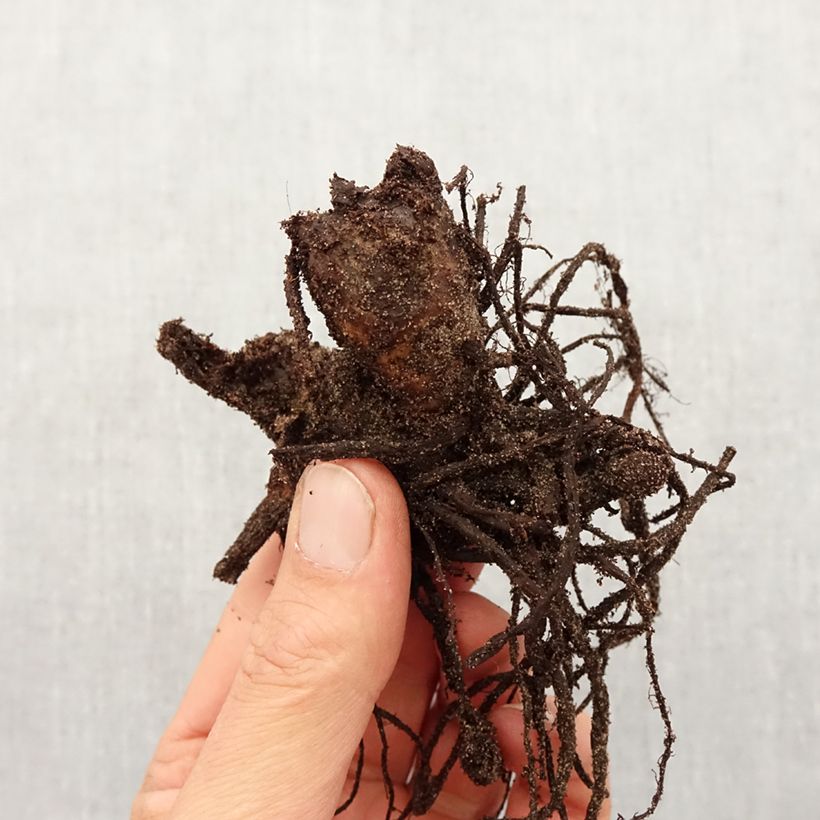 Canna Picasso Bulbo taglia I esemplare consegnato in primavera