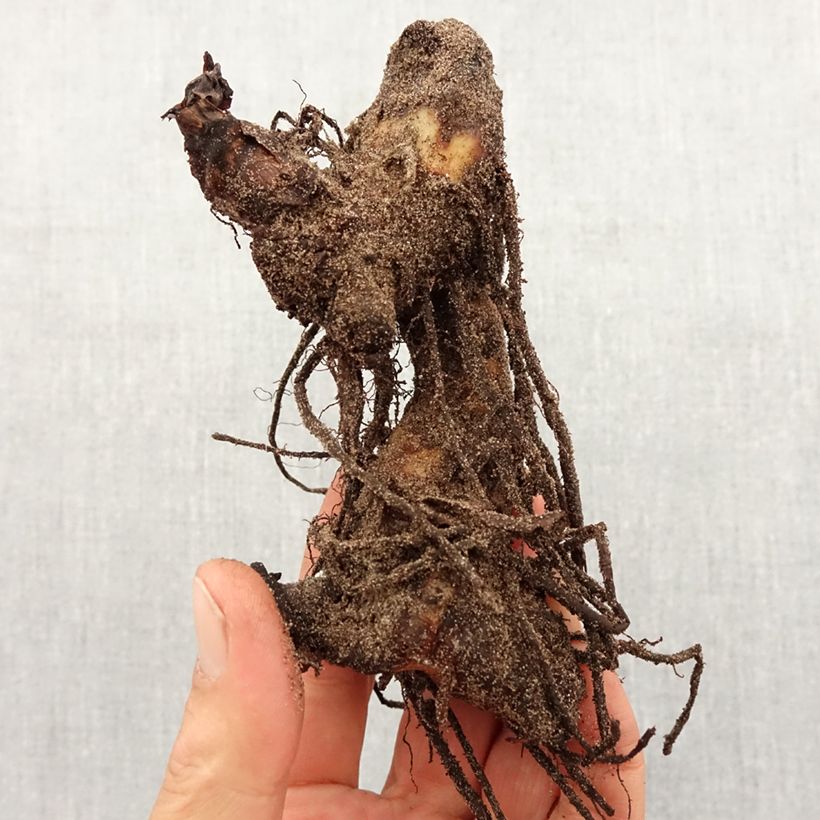 Canna indica Pink President - Canna d'India Bulbo taglia I esemplare consegnato in primavera