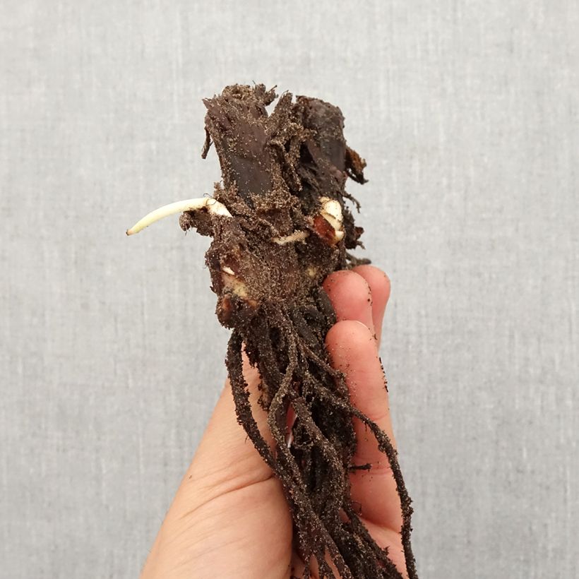 Canna Queen Charlotte Bulbo taglia I esemplare consegnato in primavera