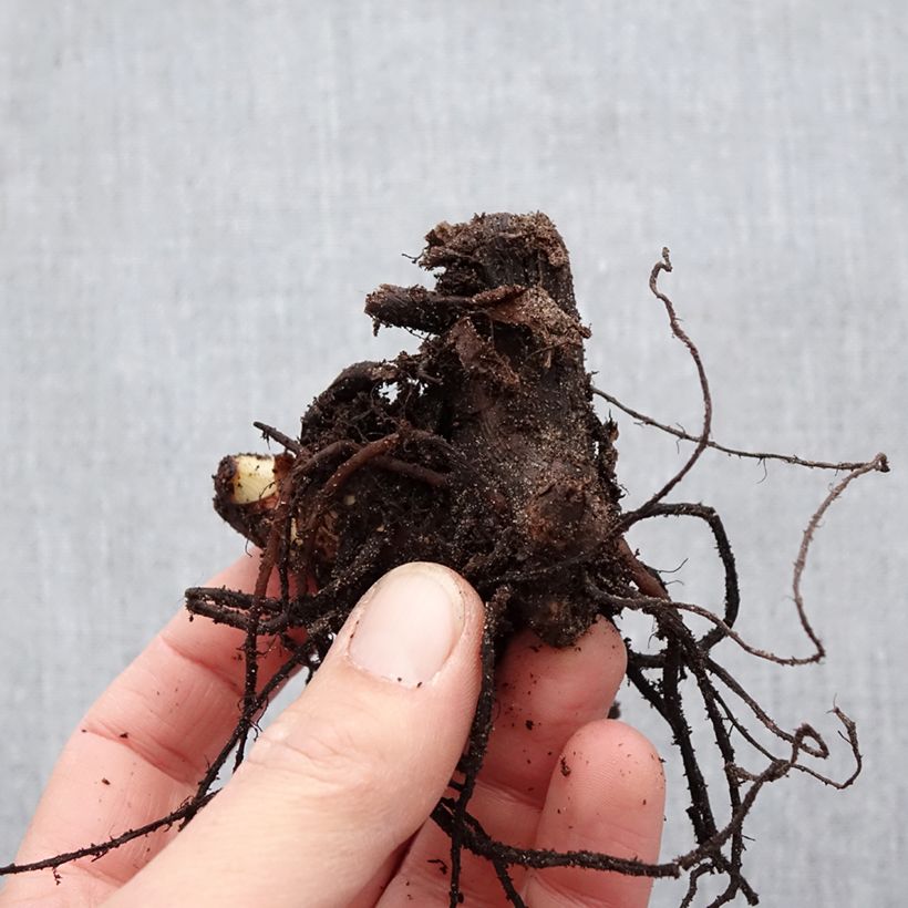 Canna Red King Humbert Bulbo taglia I esemplare consegnato in primavera