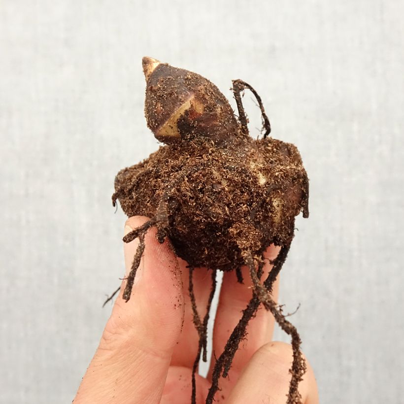 Canna Red Wine Bulbo taglia I esemplare consegnato in primavera