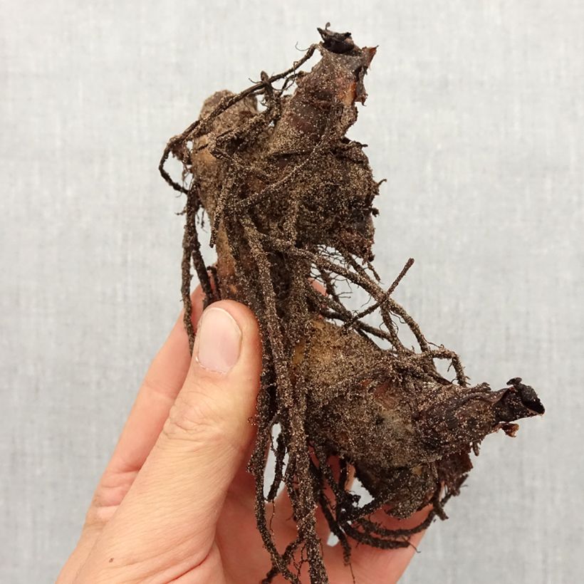 Canna Semaphore Bulbo taglia I esemplare consegnato in primavera