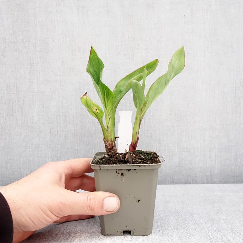 Canna Strasbourg Vasetto da 8/9 cm taglia I esemplare consegnato in primavera